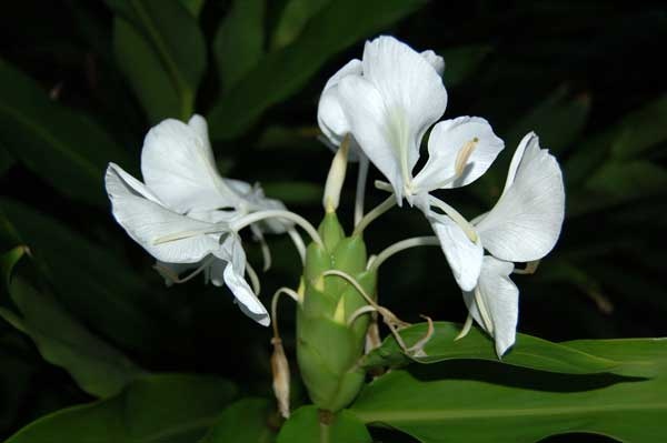Butterfly Ginger, White Ginger, Garland Lily (Hedychium Coronarium) Image