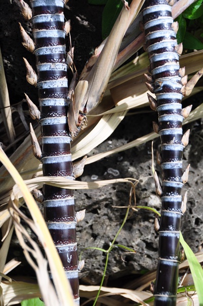 Hardy Sugar Cane, Purple Sugar Cane (Saccharum Officinarum) Image